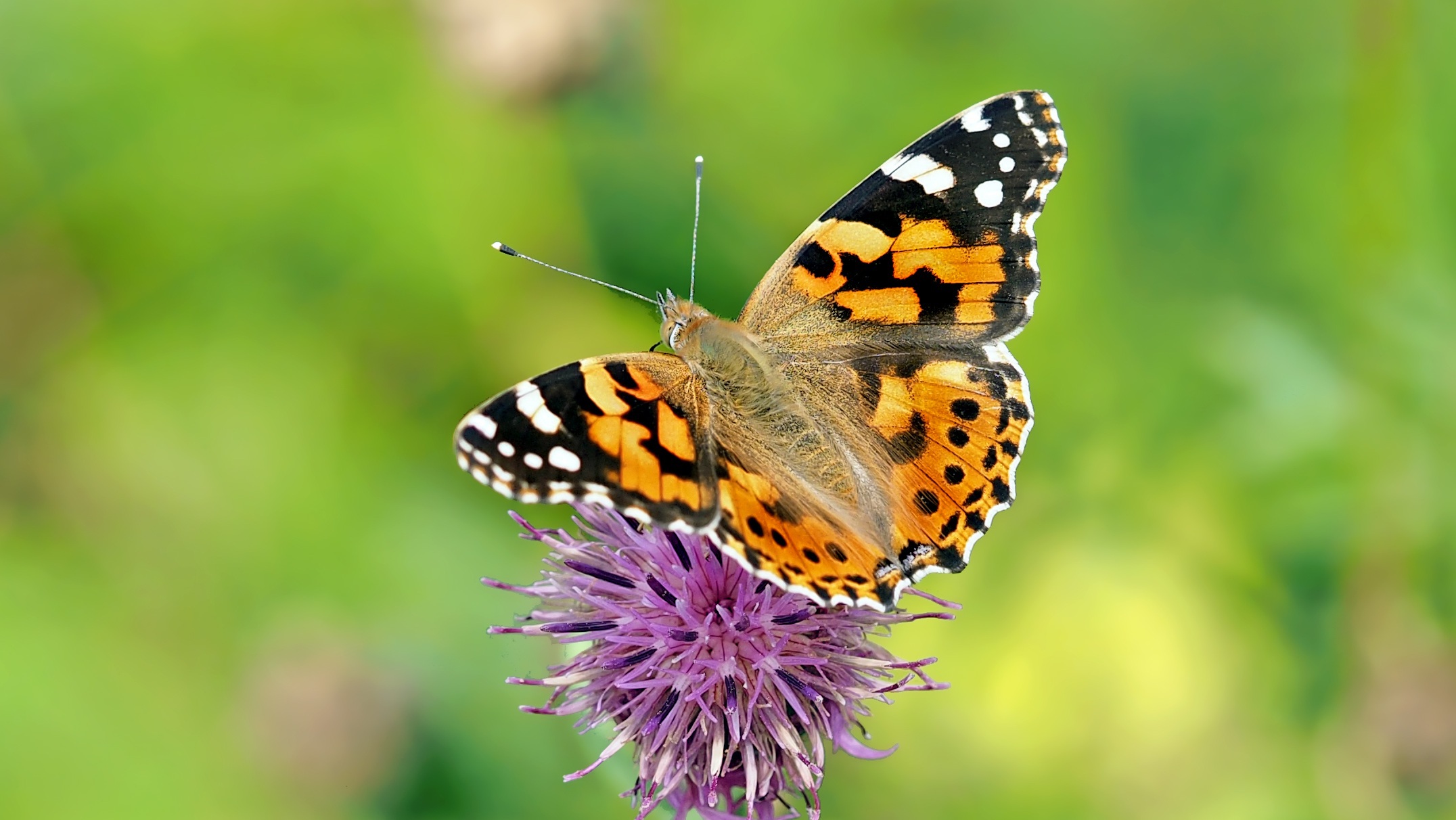 Fundación Mariposas de Miraflores: Transformando Vidas con Solidaridad y Transparencia ¡Haz la Diferencia Hoy!